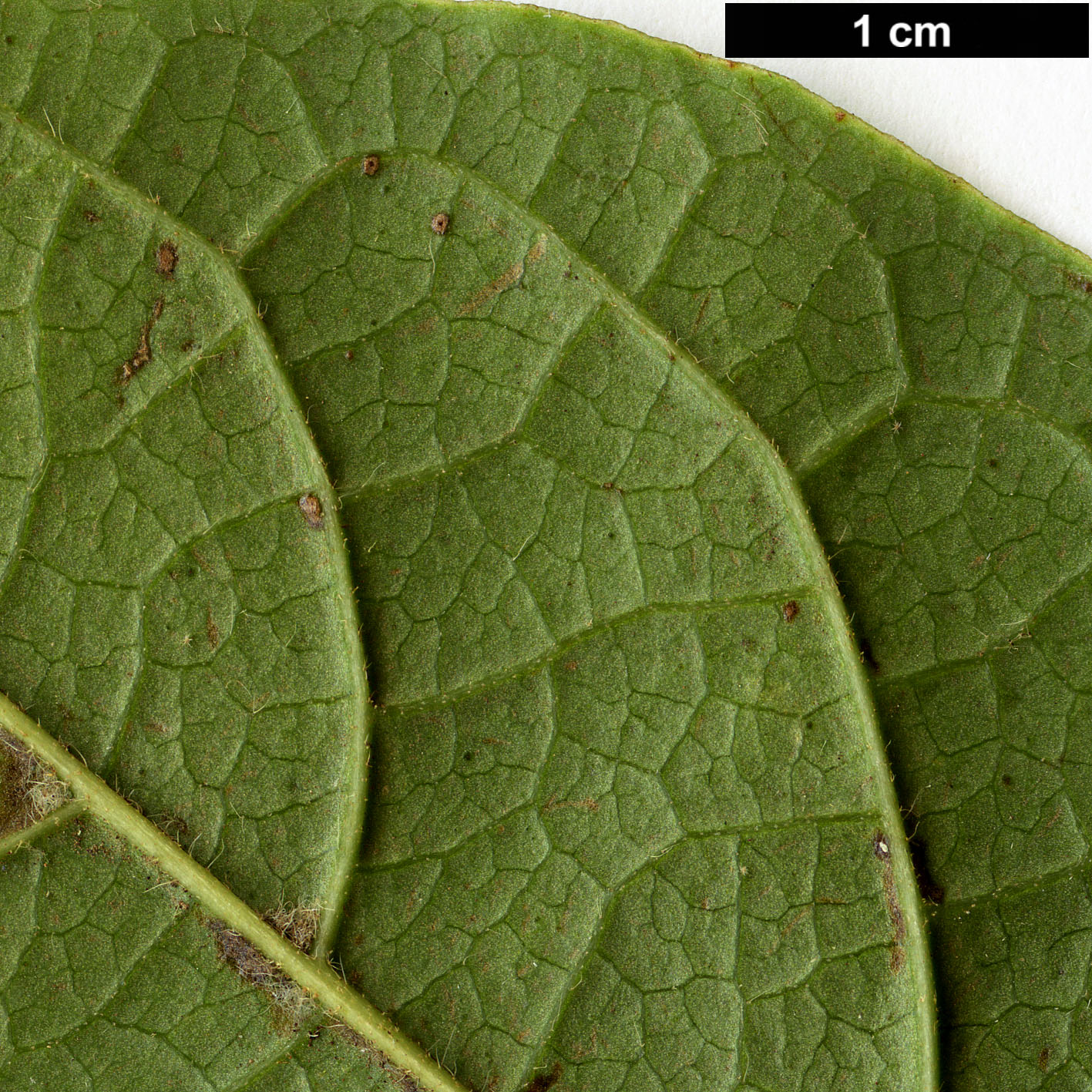 High resolution image: Family: Adoxaceae - Genus: Viburnum - Taxon: rugosum